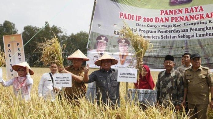 Sumatera Selatan disiapkan jadi lumbung pangan nasional