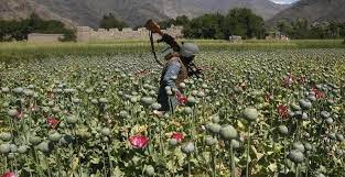 Ladang Opium menjadi sumber kekayaan Taliban
