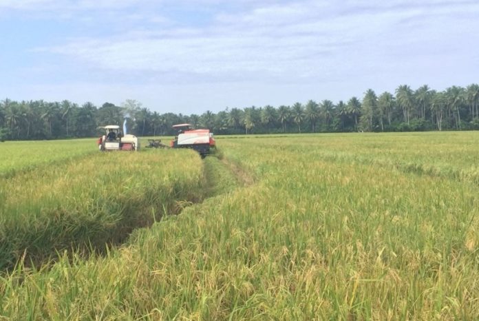Swasembada beras di Indonesia