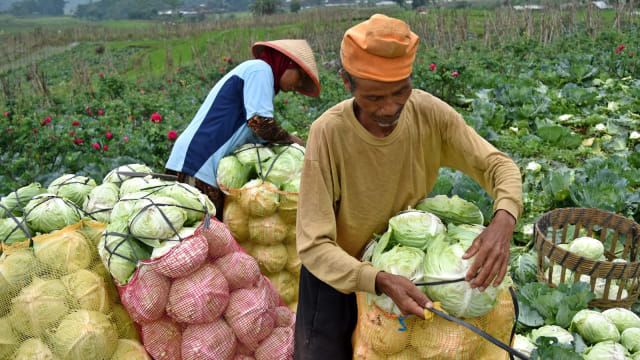 petani kubis