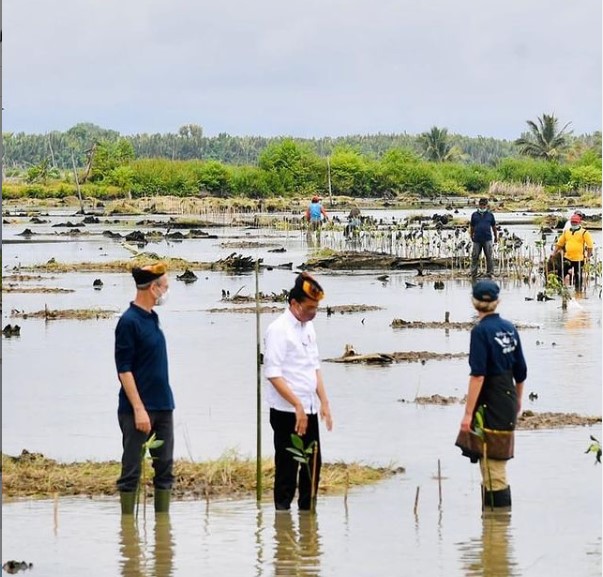 Presiden Jokowi dan para duta besar tanam mangrove