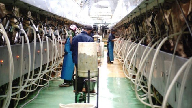 Ilustrasi industri pengolahan susu