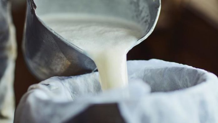Israel ciptakan susu sapi dari mikroorg