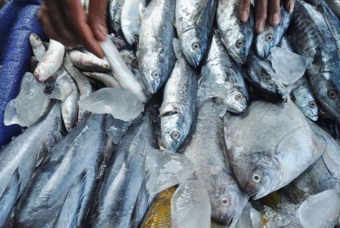 Konsumsi Ikan tingkatkan kualitas SDM