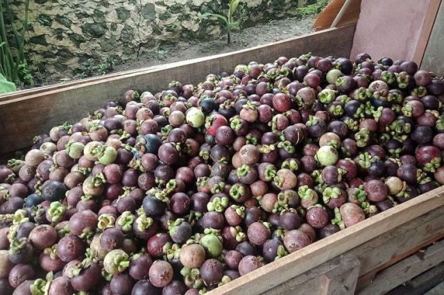 Manggis jadi salah satu buah-buahan asli Jawa Barat yang diekspor ke Dubai