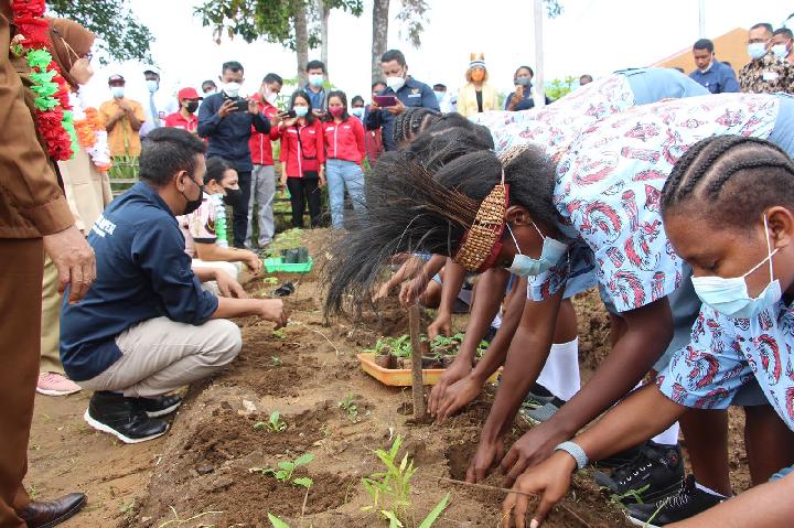 Papua Muda Inspiratif Tanam Jagung Di Lahan Bekas Sawit - Minews ID