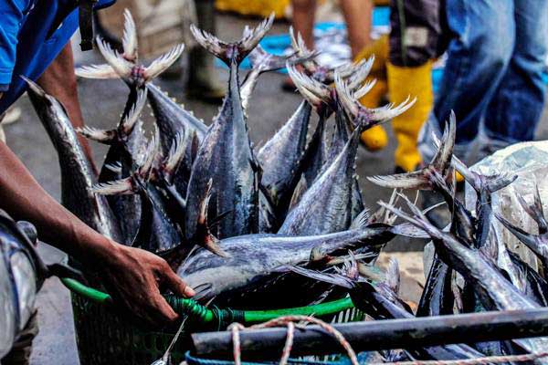 bisnis pelelangan ikan