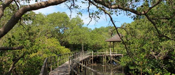 Mangrove Tahura Ngurah Rai