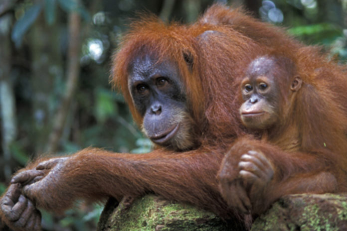 orang utan