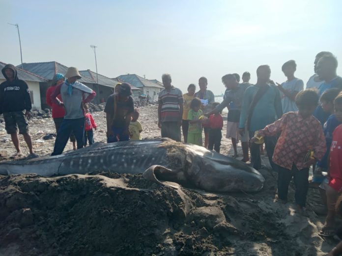 Hiu paus yang mati di Indramayu