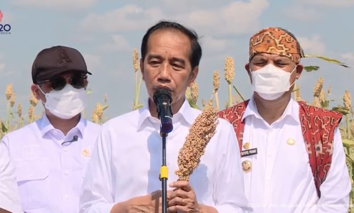 Presiden Jokowi dan tanaman sorgum