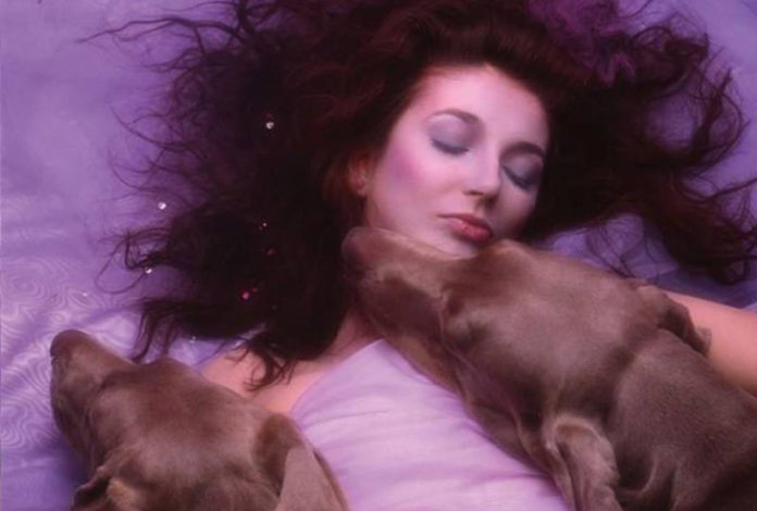 kate bush