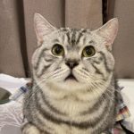 Kucing jenis Scottish Fold milik Tsana. (instagram.com/@ntsana)