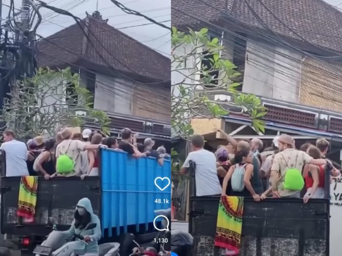 Bule naik truk sapi di Bali