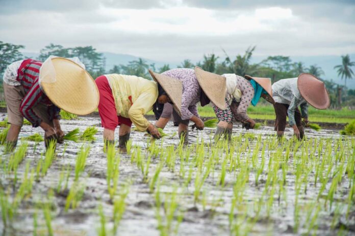 Petani menanam padi di lahan pertanian Desa Ngebruk, Kecamatan Sumberpucung, Kabupaten Malang, Jawa Timur