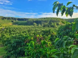 Lahan Perhutanan Sosial Disiapkan untuk Hilirisasi Perkebunan Berbasis Masyarakat
