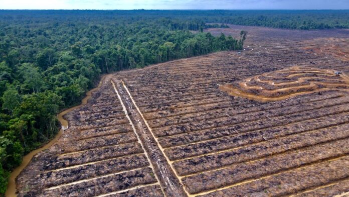 Papua-food-estate-Pusaka-5