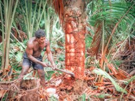 Membangun Masa Depan Papua Melalui Hilirisasi Modern