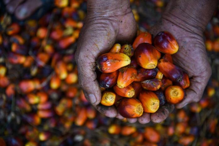 minyak kelapa sawit cpo