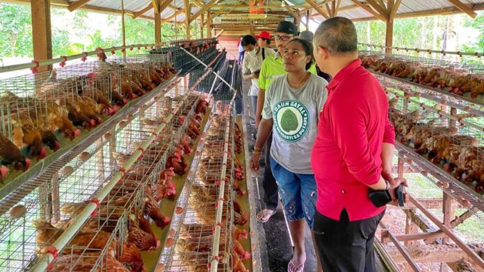 peternak-ayam-di-papua_169