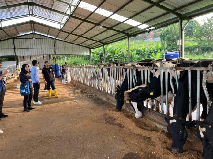 Pasokan Peternak Lokal untuk MBG