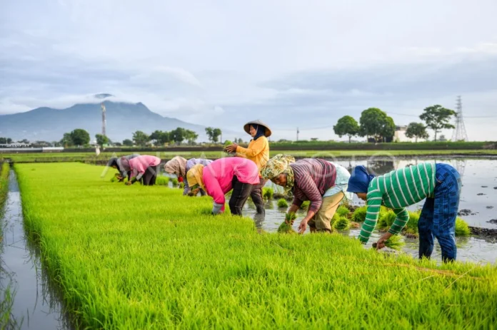 target-pengembangan-lahan-sawah-1faax-dom