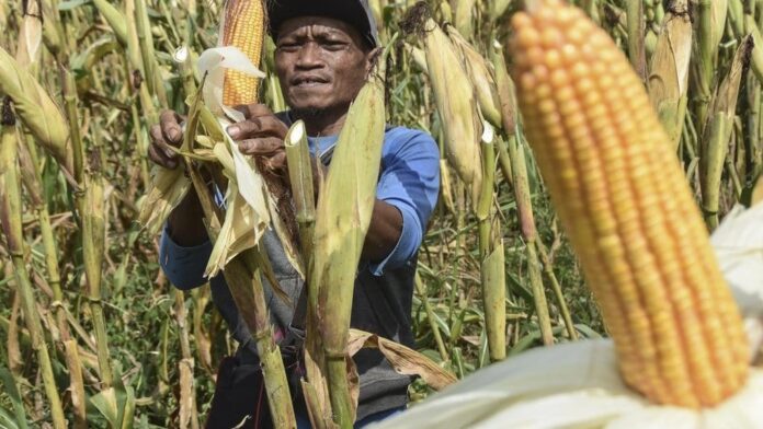 swasembada pangan jagung