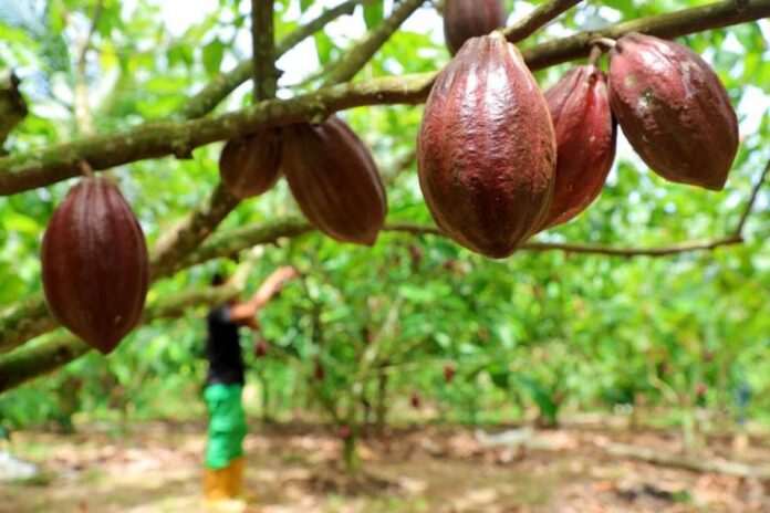 Hilirisasi Komoditas cokelat