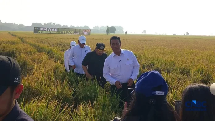 Menteri Pertanian Andi Amran Sulaiman subsidi benih