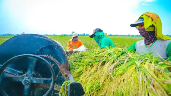 Petani-panen-gabah-produksi-beras-OK