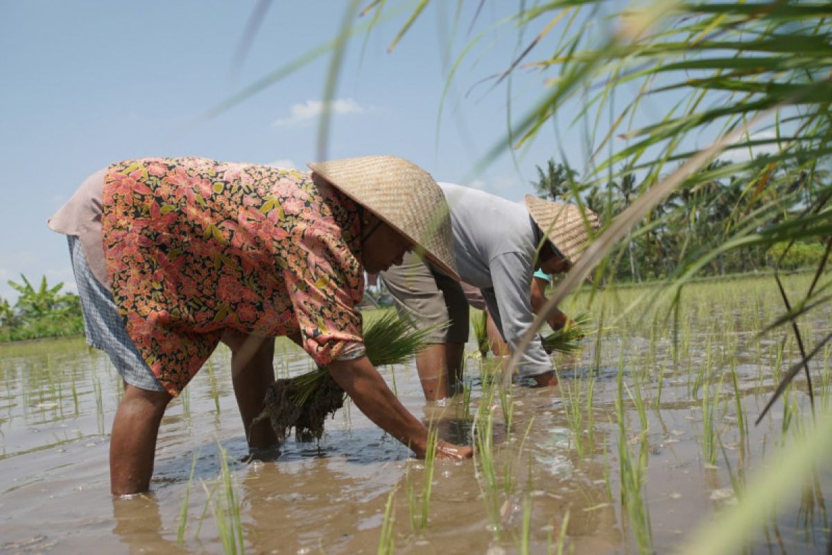 Subsidi Benih Padi Jadi Upaya Pemerintah Tingkatkan Produktivitas dan Ketahanan Pangan