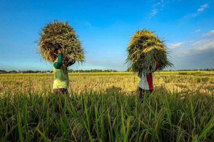 antarafoto-luas-panen-dan-produksi-padi-di-indonesia-1754050093 gabah